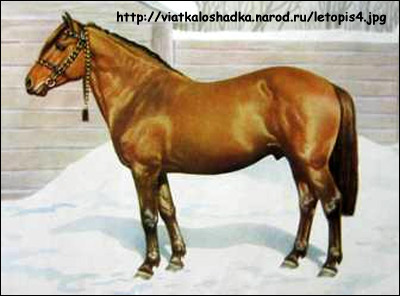 Вятская лошадь. Фото, фотография картинка породы лошадей