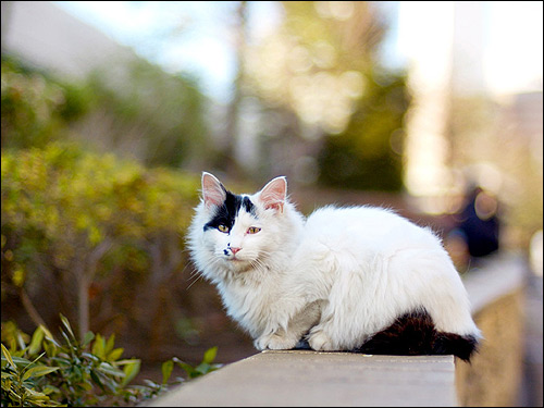 Белая полудлинношерстная кошка с черными пятнами. Фото, фотография картинка