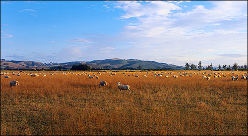 Поле с пожухлой травой, на которой пасуться овцы. Фото, фотография природа