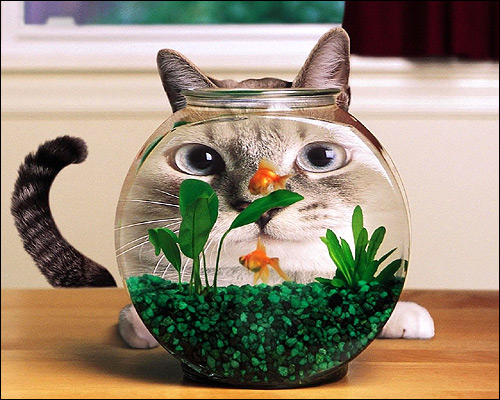 Кошка, сидящая за аквариумом. Смешная картинка. Фото, фотография