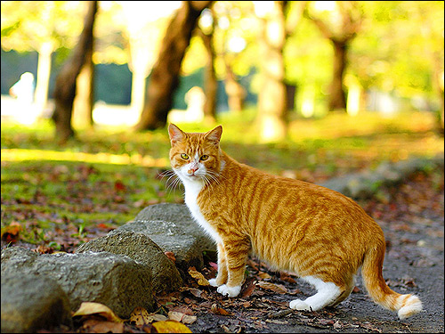 Европейская короткошерстная кошка на улице. Фото, фотография картинка