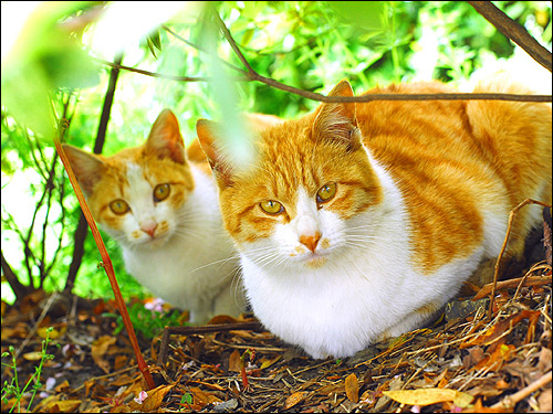 Две рыже-белые кошки на природе. Фото, фотография картинка