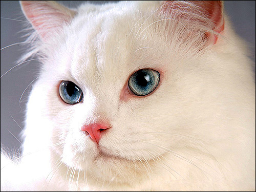 Белая пушистая кошка с голубыми глазами. Фото, фотография картинка
