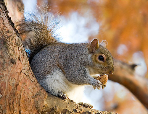    (Sciurus carolinensis). ,  