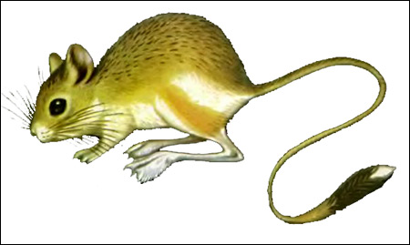 Мохноногий тушканчик (Dipus sagitta). Рисунок, картинка грызуны