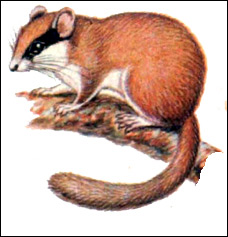   (Dryomys nitedula). ,  