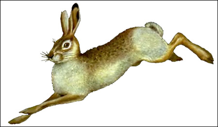 Заяц-русак (Lepus europaeus). Картинки, рисунок зайцеобразные