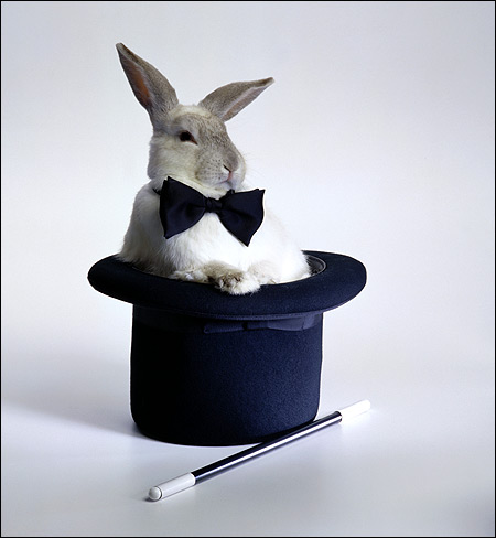 Кролик в шляпе. Фото, фотография зайцеобразные животные