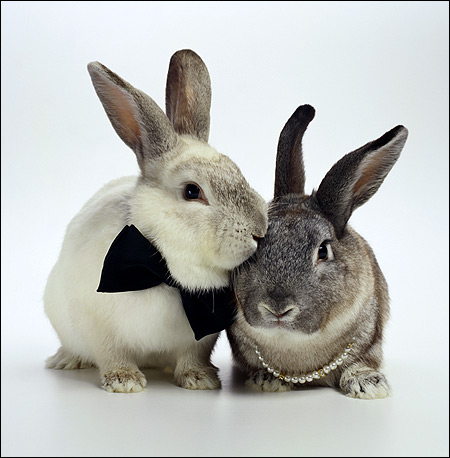 Два серых кролика. Фото, фотография картинка животные