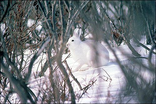 Тундровый заяц, аляскинский заяц (Lepus othus). Фото, фотография картинка животные