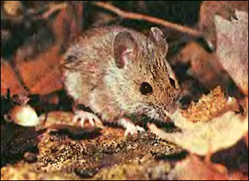 Лесная мышь (Apodemus sylvaticus, Sylvimus sylvaticus). Фото фотография картинка грызуны