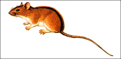 Полевая мышь (Apodemus agrarius). Рисунок картинка грызуны