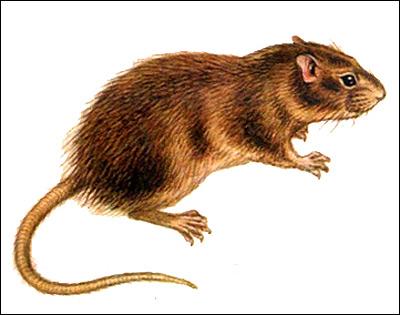 Индийская земляная крыса, пластинчатозубая крыса, незокия (Nesokia indica). Рисунок, картинка грызуны