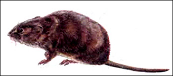 Водяная полевка, водяная крыса (Arvicola terrestris). Рисунок, картинка грызуны