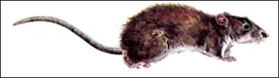  ,  ,  (Rattus norvegicus). ,  