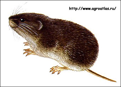  ,   (Microtus fortis). ,  