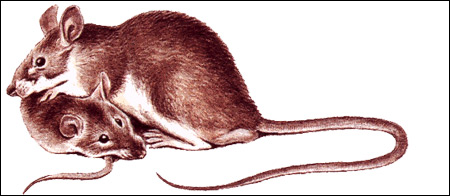   (Rattus turkestanicus). ,  