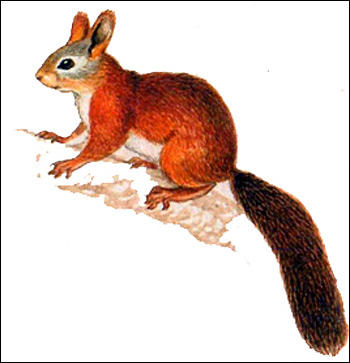   (Sciurus vulgaris)  . ,  