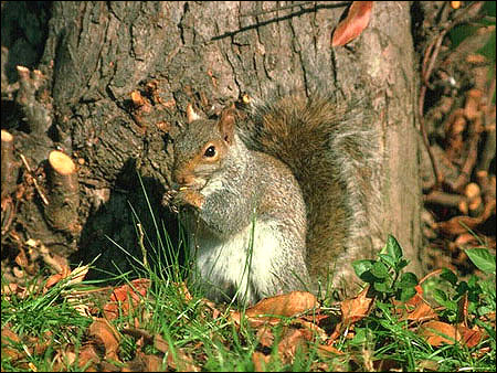   (Sciurus vulgaris). ,   