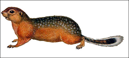 Длиннохвостый суслик (Citellus undulatus). Картинка, рисунок грызуны