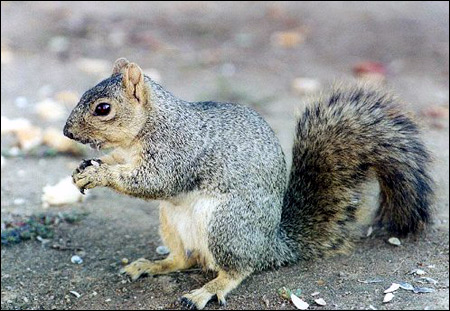   ,   (Sciurus carolinensis). ,   