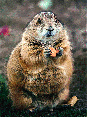 Степной сурок, байбак (Marmota bobak). Фото, фотография картинка грызуны