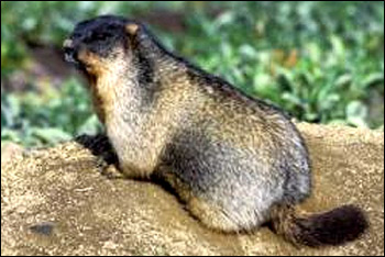  ,   (Marmota camtschatica). ,   