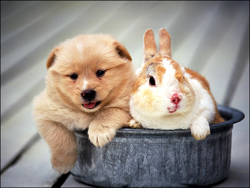 Щенок и кролик в железной миске. Фото, фотография картинка животные