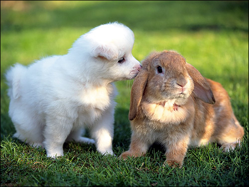 Белый щенок и крольчонок-баран. Фото, фотография картинка животные