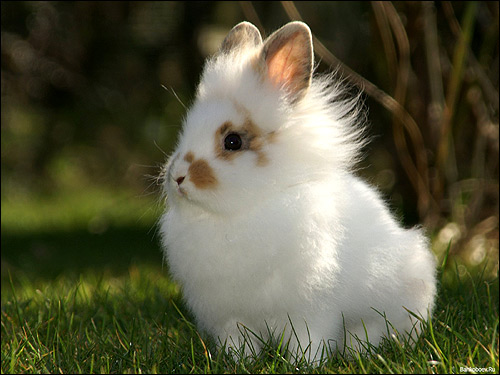 Белый карликовый кролик. Фото, фотография картинка животные