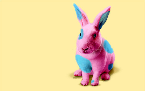 Розовый кролик, крашеный кролик. Фото, фотография прикольная картинка грызуны