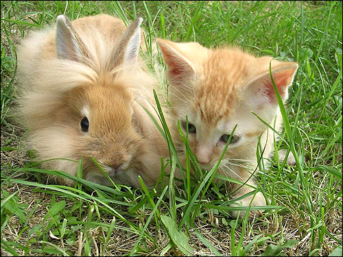 Кролик и котенок в траве. Фото, фотография картинка животные