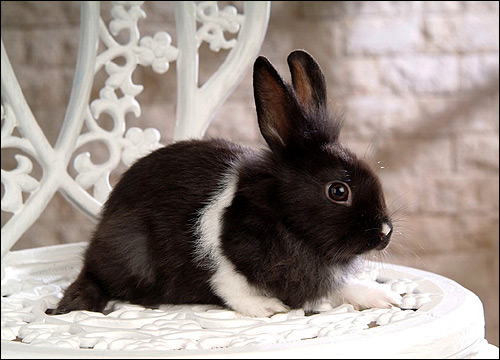 Карликовый кролик. Фото, фотография картинка животные