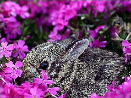 Детеныш флоридского кролика. Фото, фотография картинка животные