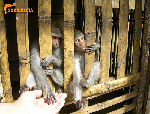 Молодые обезьянки. Фото, фотография картинка приматы