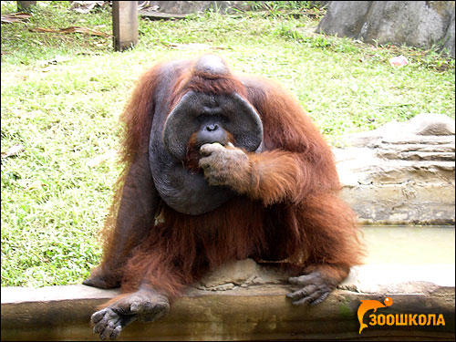 ,  (Pongo pygmaeus). ,   