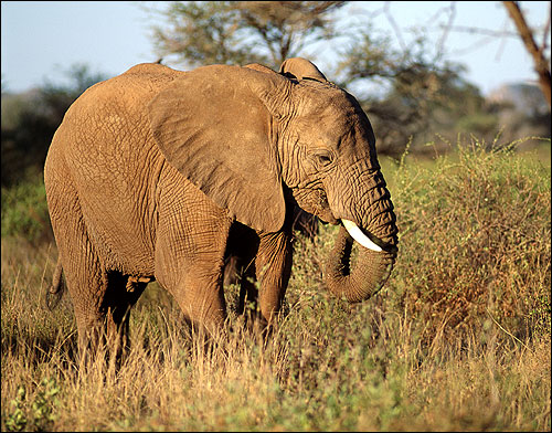 Слоненок. Фото, фотография картинка хоботные животные