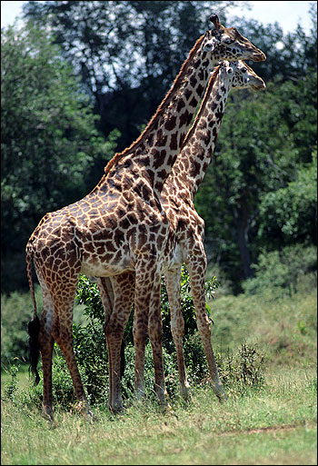 Жираф (Giraffa camelopardalis). Фото, фотография картинка животные