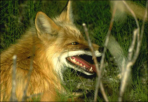  ,   (Vulpes vulpes). ,    