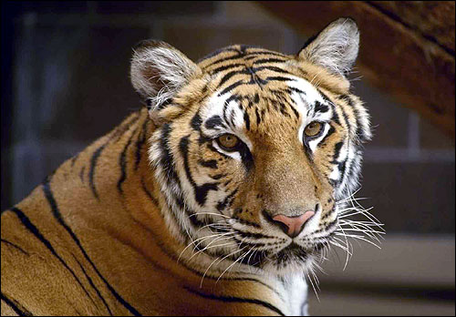  (Panthera tigris). ,    