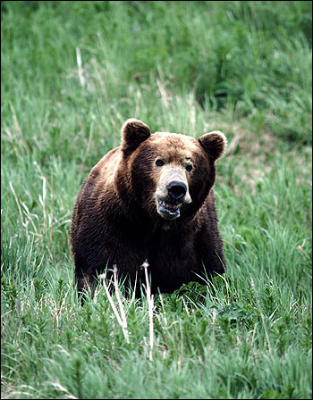   (Ursus arctos). ,    