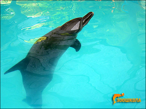 Бутылконосый дельфин, афалина (Tursiops truncatus). Фото, фотография картинка киты