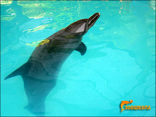  ,  (Tursiops truncatus). ,   