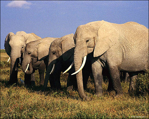 Стадо слонов. Фото, фотография животные