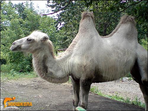   (Camelus bactrianus). ,   