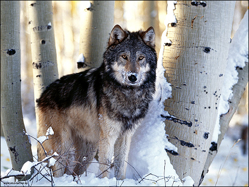   (Canis lupus). ,    