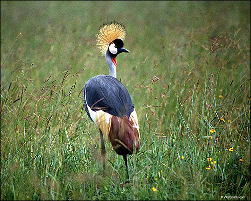   (Balearica pavonina). ,   