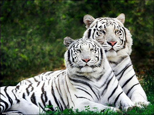    (Panthera tigris bengalensis). ,    