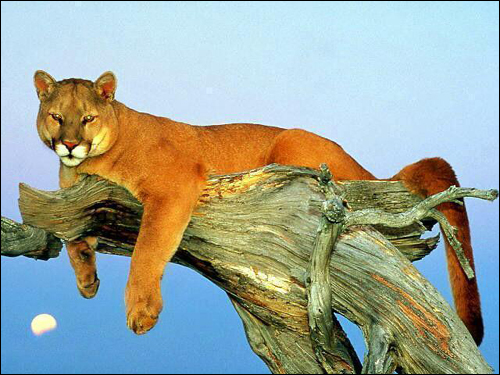 ,  (Puma concolor). ,    