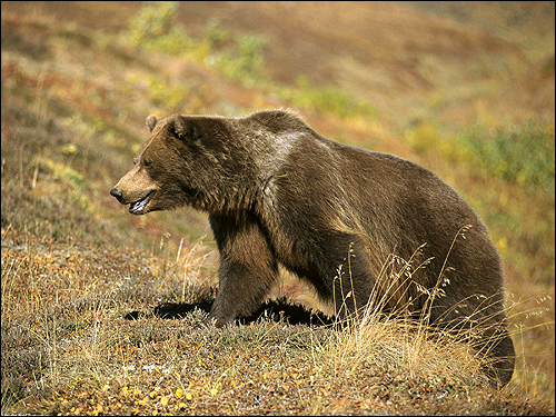   (Ursus arctos). ,    